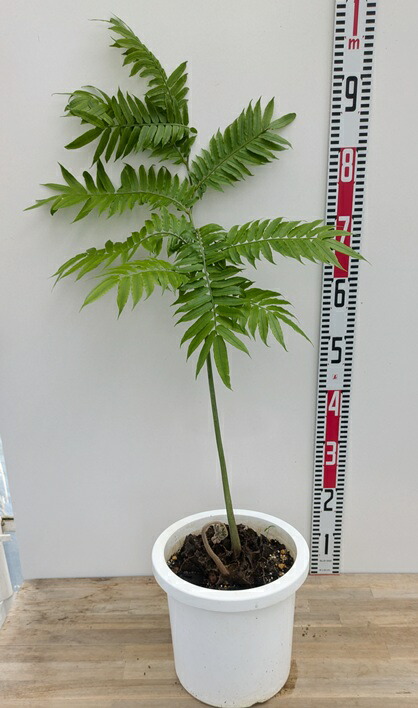 楽天市場】【現品発送】リュウビンタイ 7号鉢植え G284 : 千草園芸