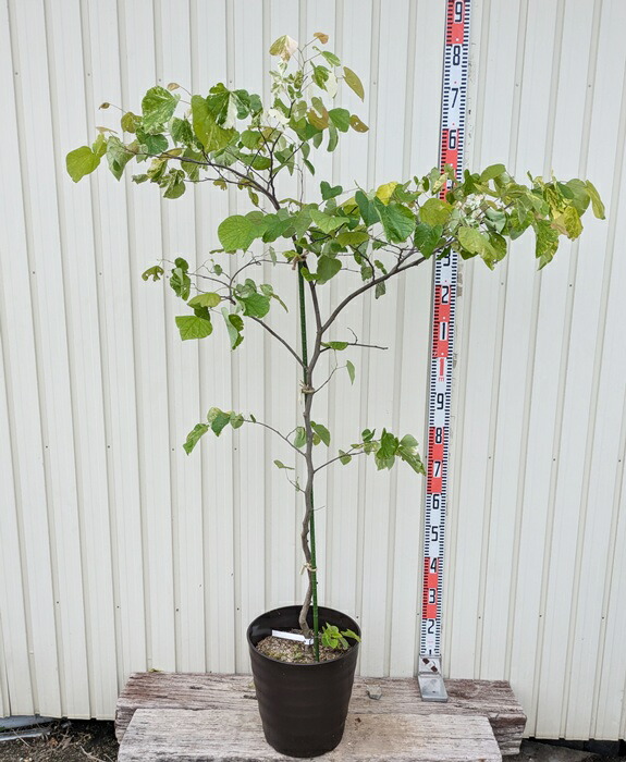 楽天市場】【現品】アメリカハナズオウ ルビーフォールズ 苗木 8