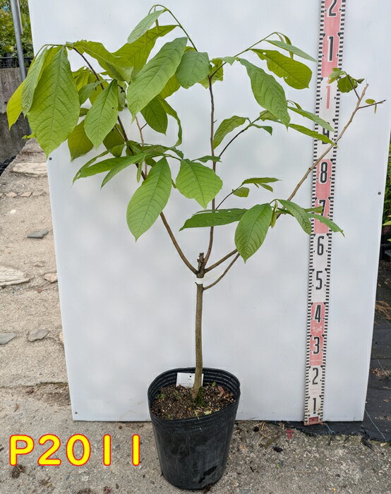 楽天市場】ジャボチカバ 7号スリット鉢植え 苗木 : 千草園芸