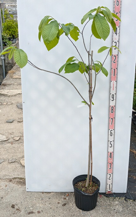 楽天市場】ジャボチカバ 7号スリット鉢植え 苗木 : 千草園芸