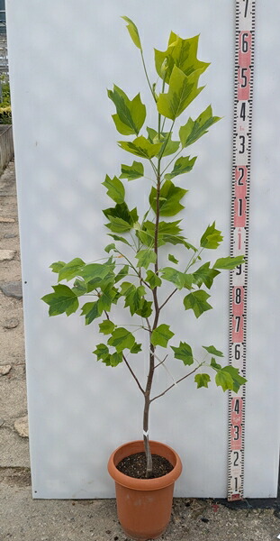 ハクロニシキ 楽天市場】ハクロニシキ 苗木 5.5号(e10) : 千草園芸