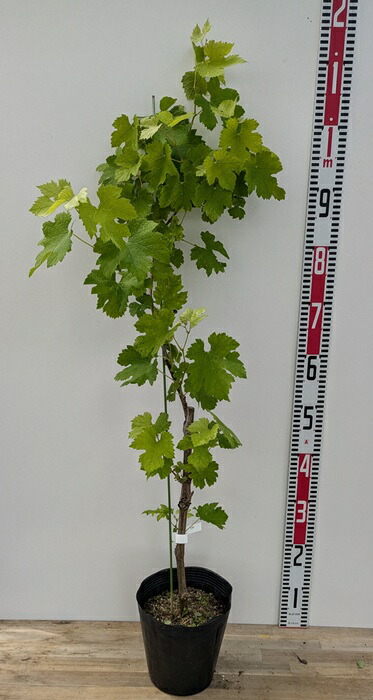 楽天市場】【現品】ブドウ 翡翠（ヒスイ） 6号苗 : 千草園芸