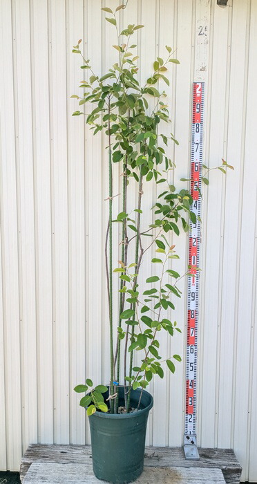 楽天市場】【現品】斑入りアセビ（フイリアセビ） ホワイトリム 樹高