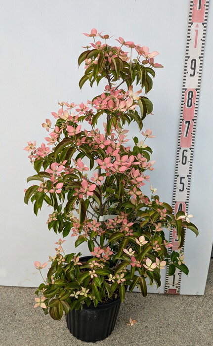 楽天市場】常緑山法師（常緑ヤマボウシ） 赤花 リトルルビー 苗木 樹高