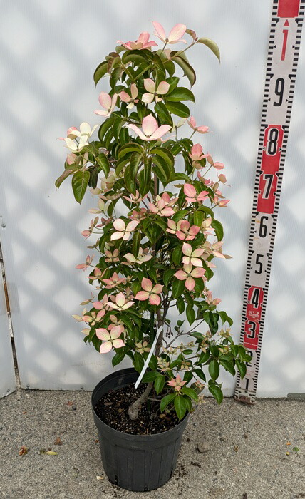 タイサンボク　斑入り　5.5号鉢 タイサンボク 斑入り 5.5号鉢 タイサンボク 斑入り | 現品販売