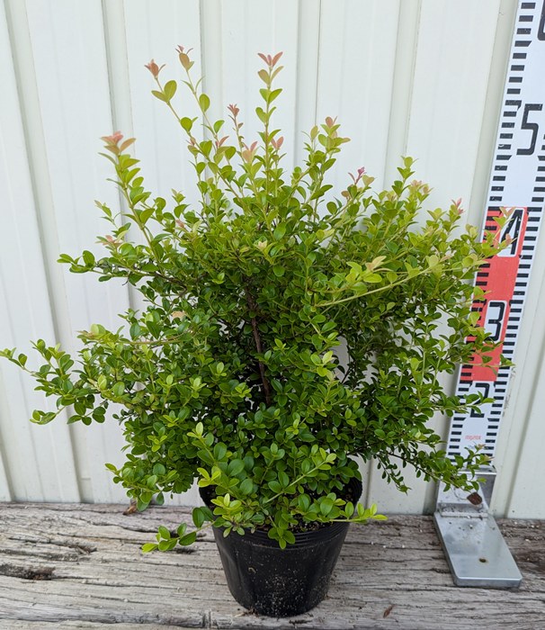 ダシリリオン　2株Set　クアドラングラツム ダシリリオン 2株Set クアドラングラツム 楽天市場】【選べる