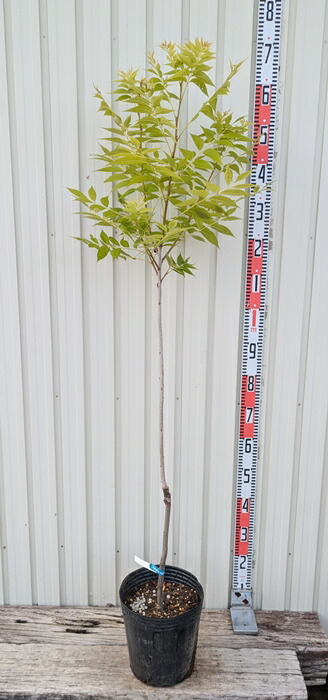 楽天市場】ペカンナッツ 【CLS-61】 3年生接木 8号ポット苗 : 苗木部