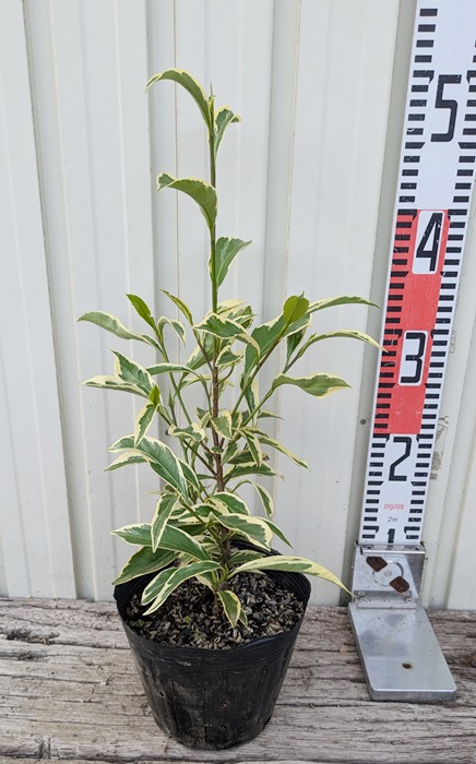 楽天市場】榊（サカキ） 6号 苗木(z04) : 千草園芸