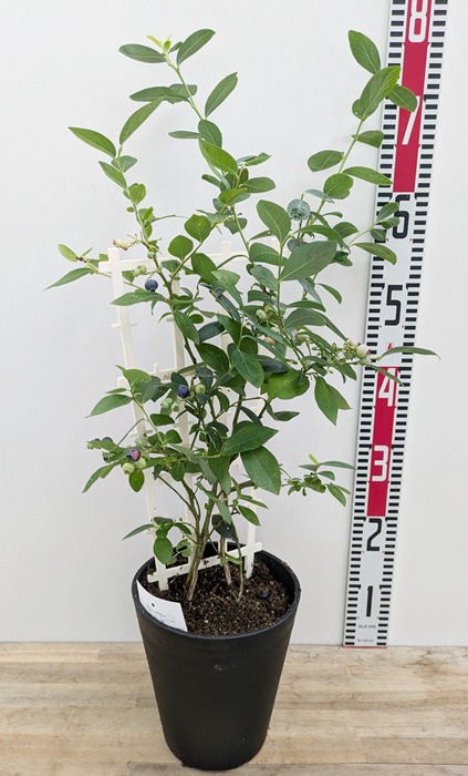 楽天市場】シラカバ(白樺) ジャクモンティー 苗木 樹高1m 5号 : 千草園芸