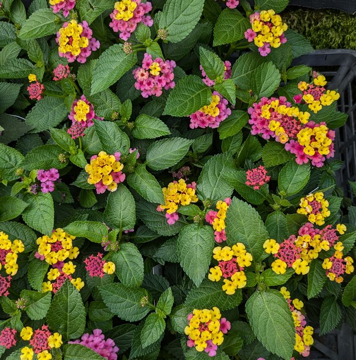 楽天市場】【ランタナ属】七変化ランタナ 3号ポット花色お任せ