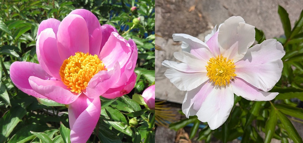 楽天市場】芍薬苗（シャクヤク苗） レッドレッドローズ 5号苗(f04