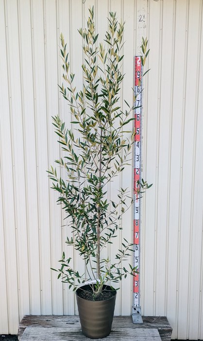 ④　オリーブの木　『コロネイキ』　15号　特大苗木最高等級　極上品‼️ ④ オリーブの木 『コロネイキ』 15号 特大苗木最高等級 極上品‼️