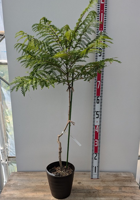 楽天市場】ジャカランダ 6号ポット苗 実生 : 苗木部 by 花