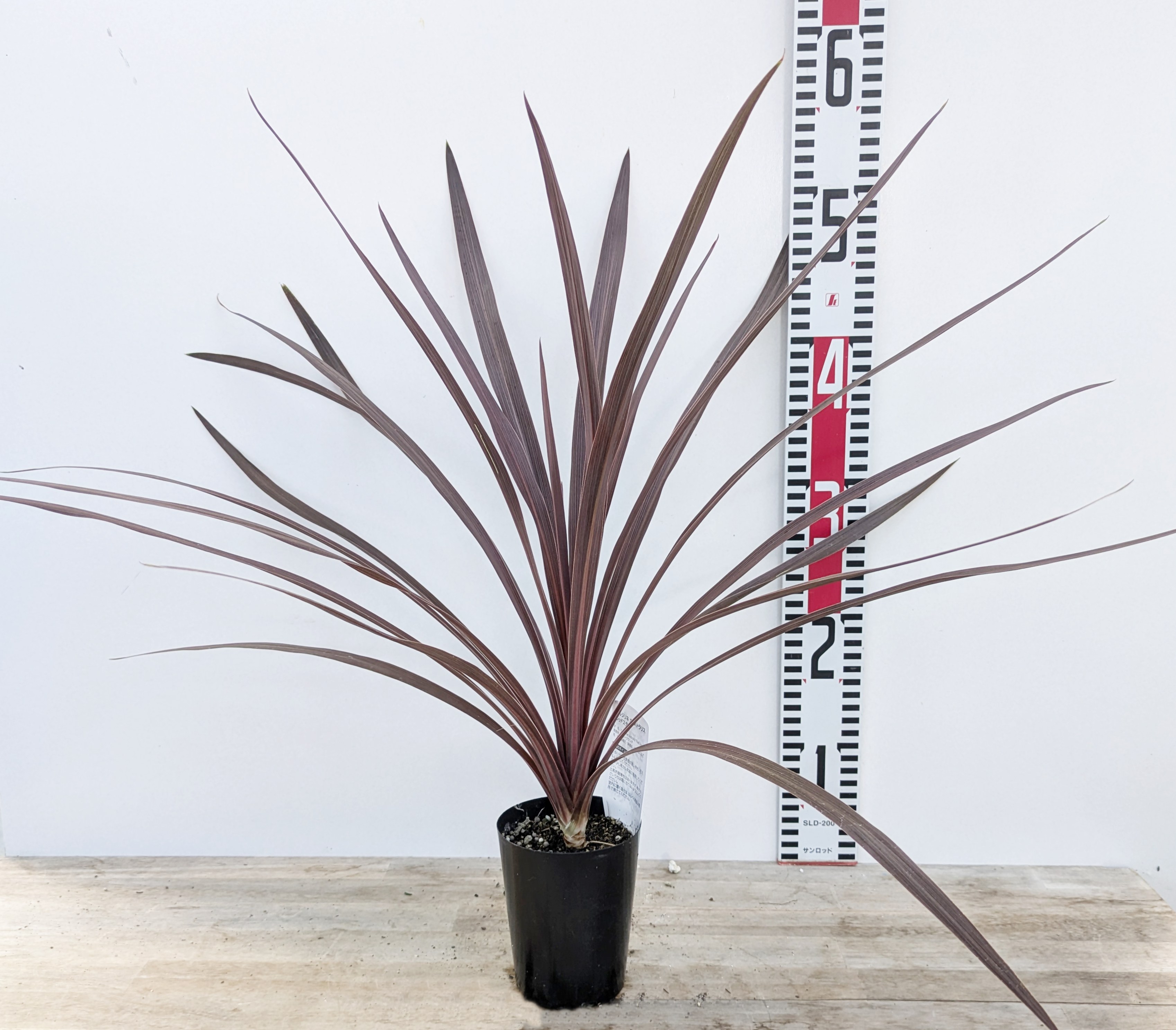 ココスヤシ中株 楽天市場】【根巻き】ココスヤシ 中株 苗木【V】 : 千草園芸