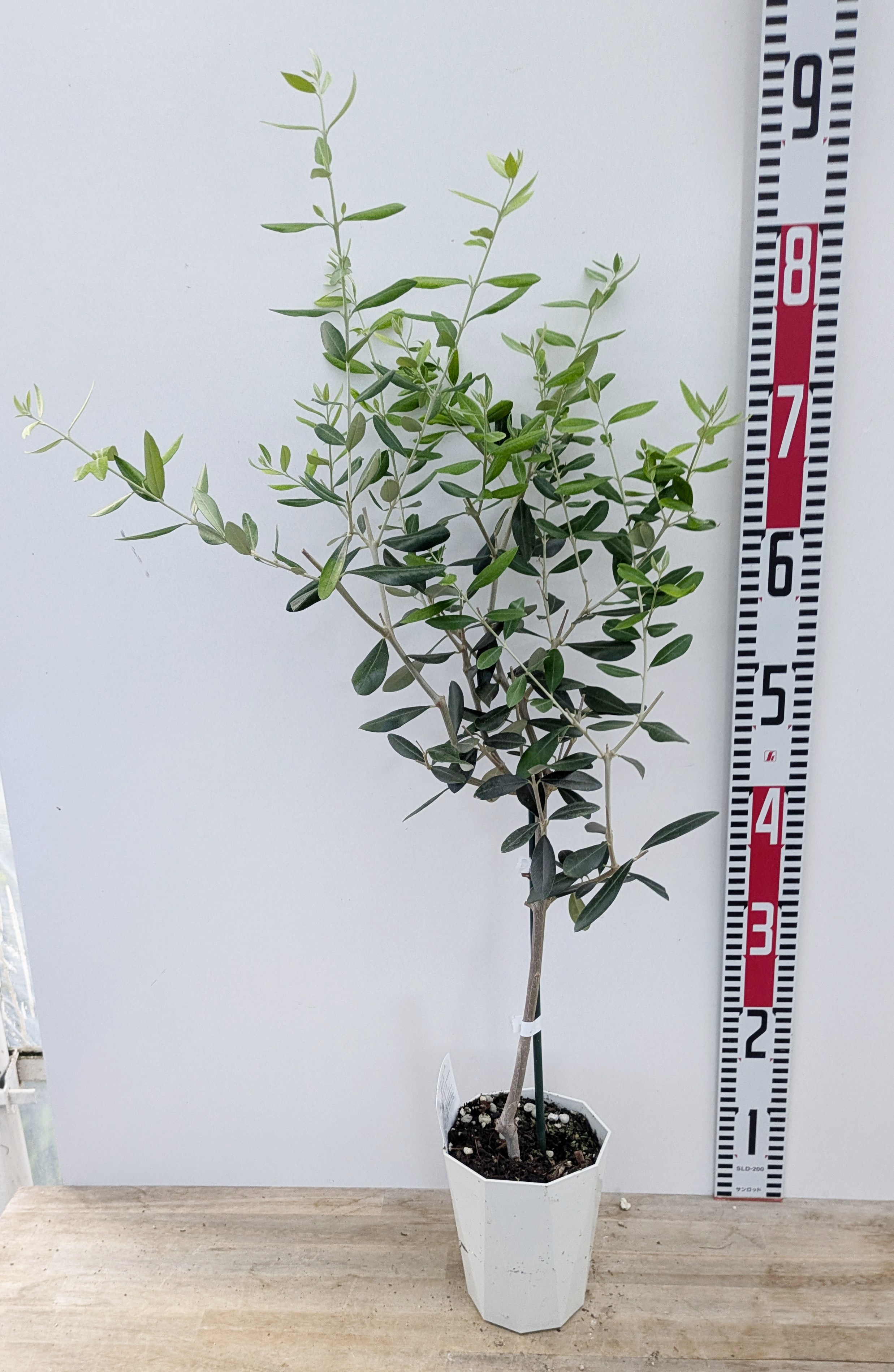 楽天市場】オリーブの木 エルグレコ 苗木 7号鉢植え : 千草園芸