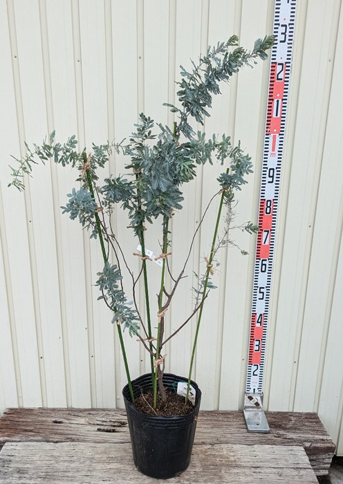 yu-さん専用　アカシアプルプレア 楽天市場】【現品発送】紫銀葉アカシア プルプレア 苗木 10号