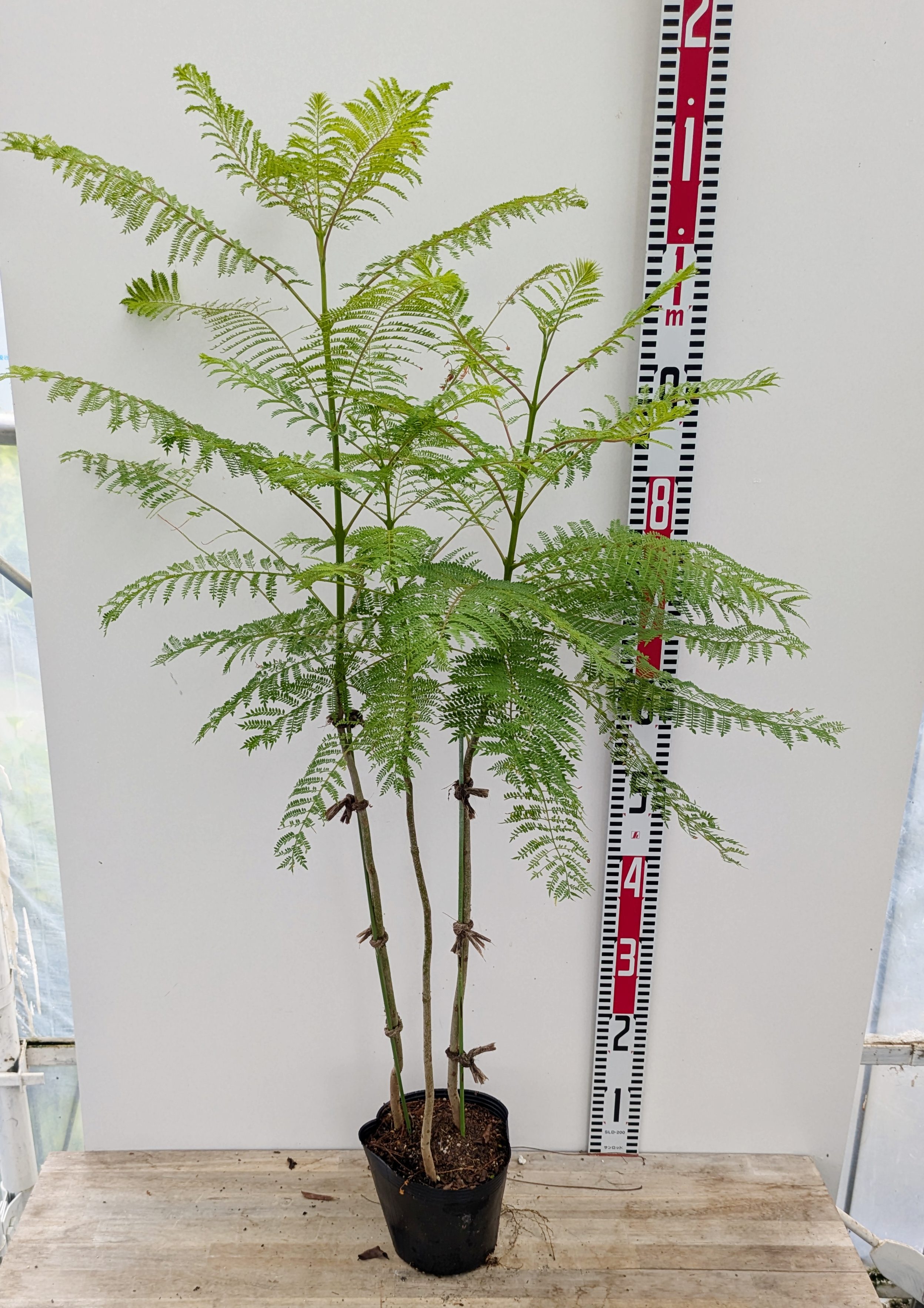 楽天市場】ピスタチア レンティスクス 7号ポット植え : 千草園芸