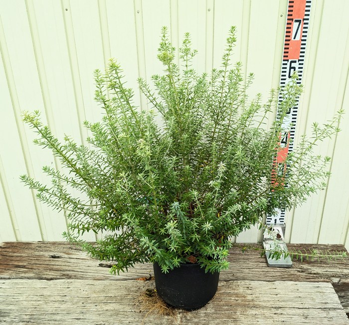 楽天市場】斑入りウエストリンギア オーストラリアンローズマリー 5号