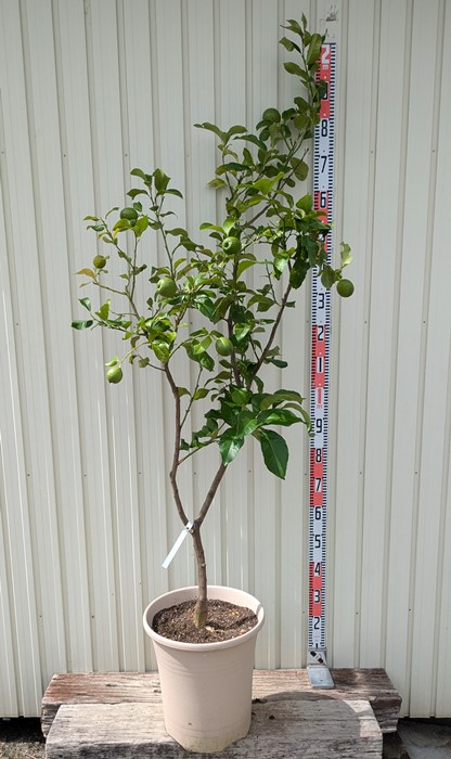 【現品発送】レモンの木 苗木 12号鉢植え G716|千草園芸