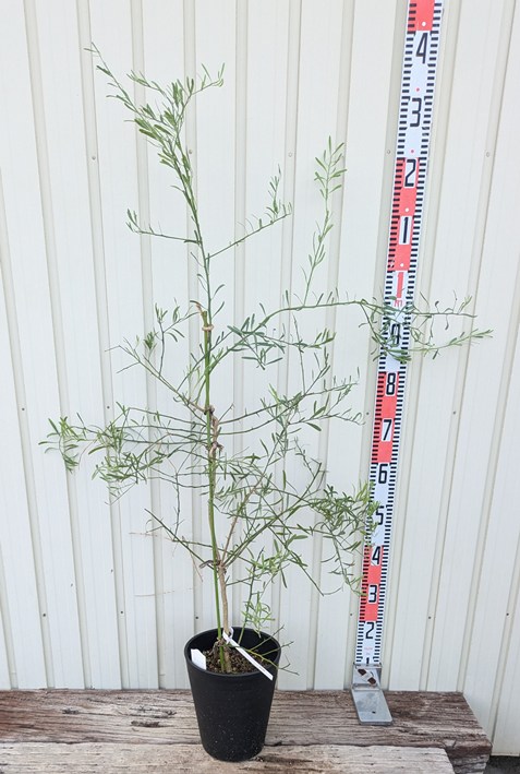 楽天市場】ライム 苗木 珍しいライムの木 【デザートライム】 5年生