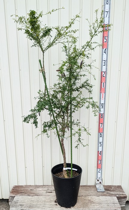 楽天市場】【選べる現品】フィンガーライム リトルルビー(レッド