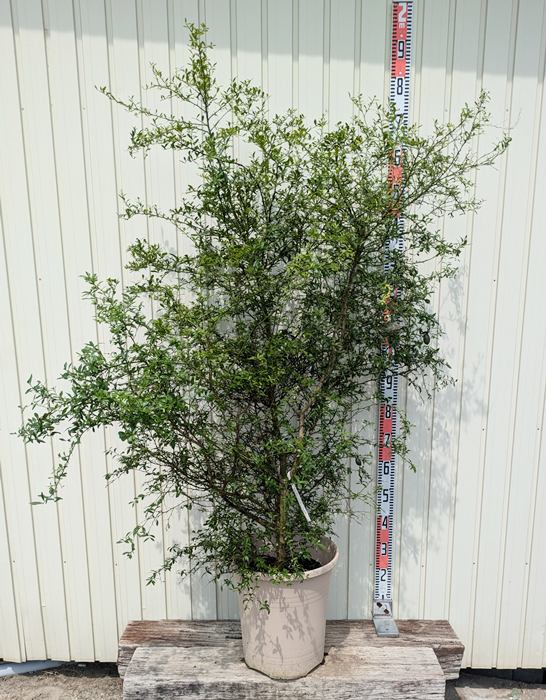 フィンガーライム 150cm 大株 フィンガーライムオンラインショップ／ワクワクプラント