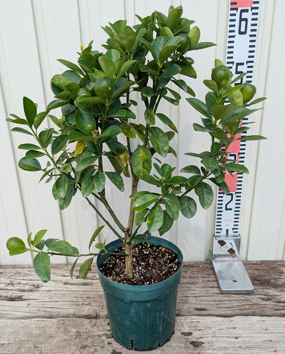 とうふ苗木 チャノキ 黒龍錦 苗 販売 苗木部 By 花ひろばオンライン