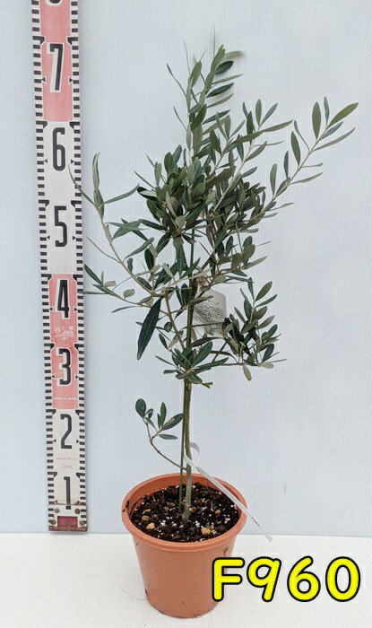 楽天市場】【現品】オリーブの木 シプレシーノ 苗木 樹高1.5m F118