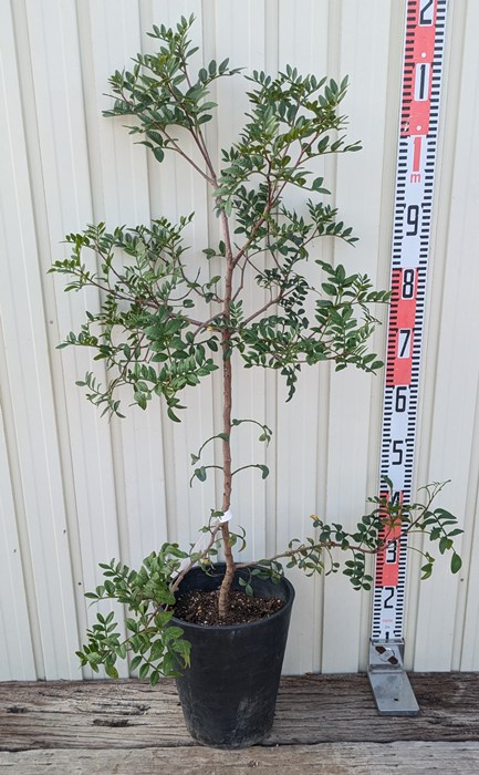 ピスタシア　レンティカス　レア植物　7号 楽天市場】ピスタチア レンティスクス 7号ポット植え : 千草園芸