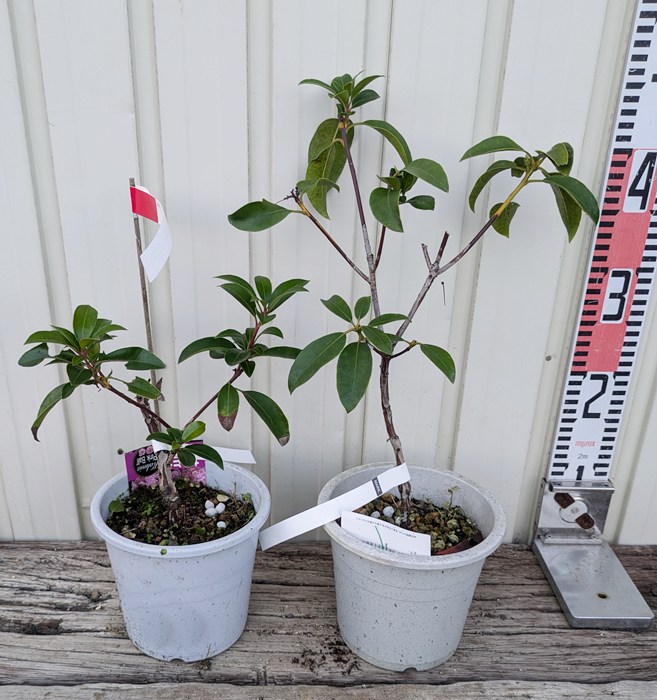 楽天市場】【現品】四季咲きタイサンボク リトルジェム 泰山木 苗木 8