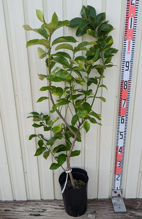 楽天市場】シラカバ(白樺) ジャクモンティー 苗木 樹高1m 5号 : 千草園芸