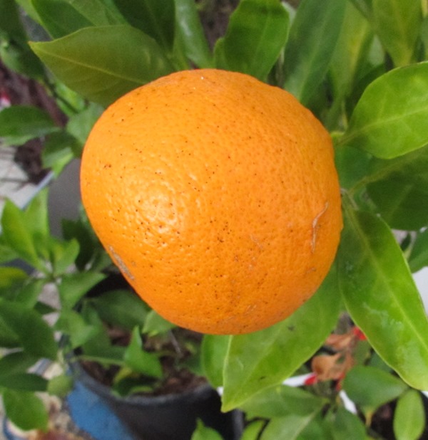 楽天市場】斑入りキンカン 苗木 0.7m : 千草園芸