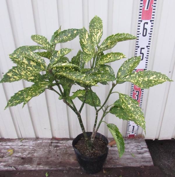 楽天市場】シラカバ(白樺) ジャクモンティー 苗木 樹高1m 5号 : 千草園芸 楽天市場】シラカバ(白樺) ジャクモンティー 苗木 樹高1m 5号 : 千草園芸