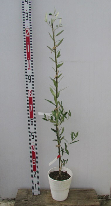 53 Off フイリアマドコロ 斑入りナルコユリ 9cmポット 斑入りアマドコロ ナルコラン 苗 植木 苗木 下草 寄せ植え 低木 Fucoa Cl