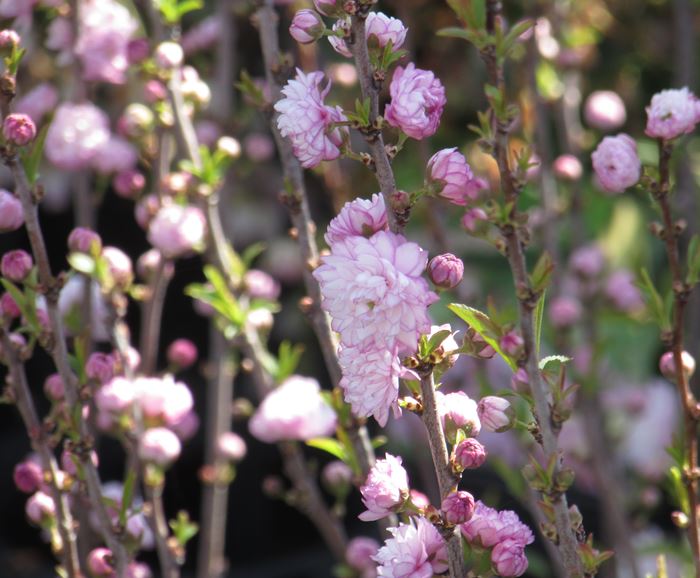 楽天市場】ニワザクラ（庭桜）挿し木苗 ピンク 5.5号 苗木(a05) : 千草園芸