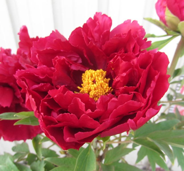 楽天市場】【花終わり】ボタン(牡丹) 苗木 ゴールデンアイルズ 8号大苗