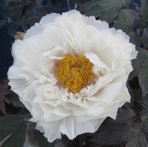 牡丹 楽天市場】ボタン(牡丹) 苗木 白神(シラカミ) 7号 : 千草園芸