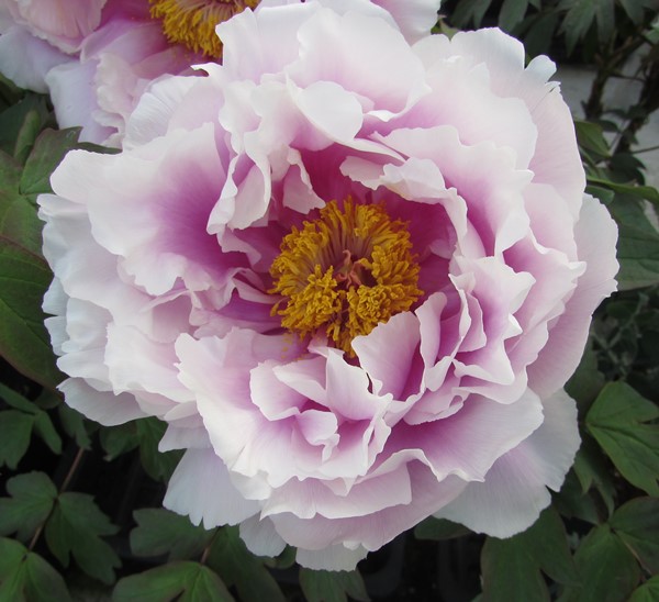 楽天市場】【現品】ボタン(牡丹) 苗木 墨の一 （スミノイチ） 8