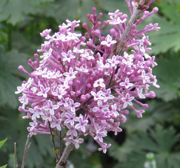 楽天市場】ライラック ナデジタ 5号ポット 接ぎ木 苗木(k05