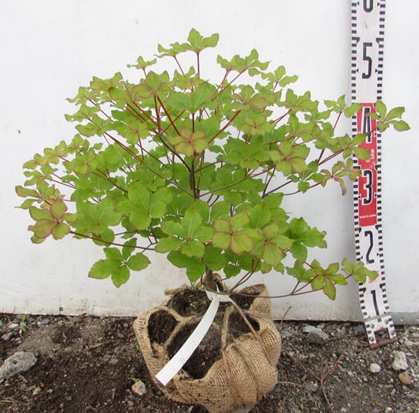 楽天市場】【現品発送】斑入りクンシラン（君子蘭）5号鉢植え「M303