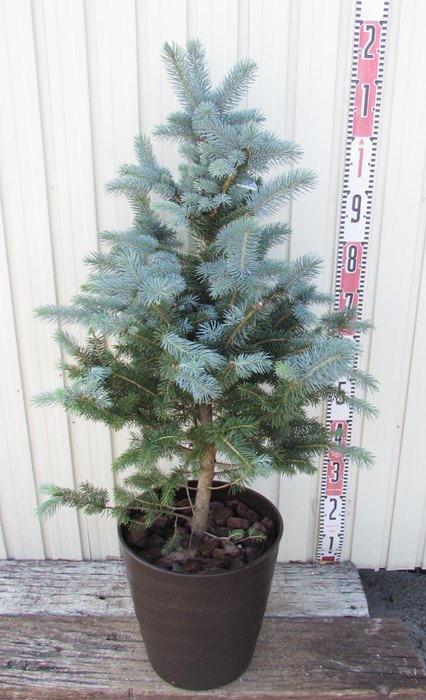 ピセア プンゲンストウヒ スーパーブルー苗木 9号フレグラー鉢植え バークチップ付き