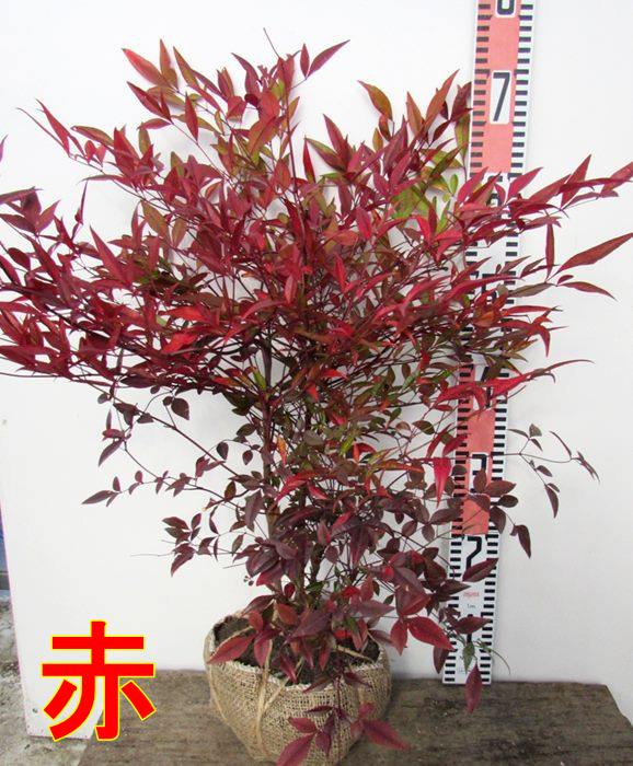 楽天市場】南天(ナンテン) 紅白 苗木 樹高60cm【赤南天/白南天