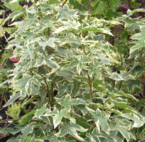 楽天市場】【現品】アメリカハナズオウ シルバークラウド 苗木