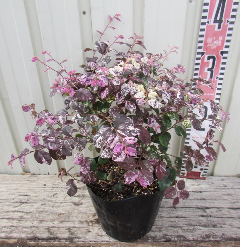 楽天市場】【現品発送】斑入りタイサンボク 苗木 8号セラアート鉢植え