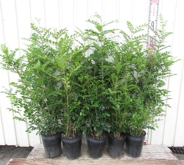 BRUCE ナンノロプス アラビカシルバー 9号鉢つき BRUCE ナンノロプス