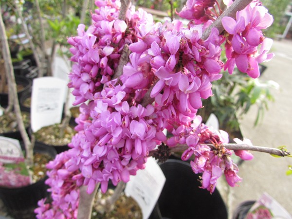 楽天市場】【現品】アメリカハナズオウ ルビーフォールズ 苗木 10号