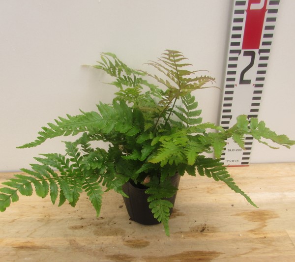 楽天市場】【現品発送】サイカス タイシルバー（タイ原産銀葉ソテツ