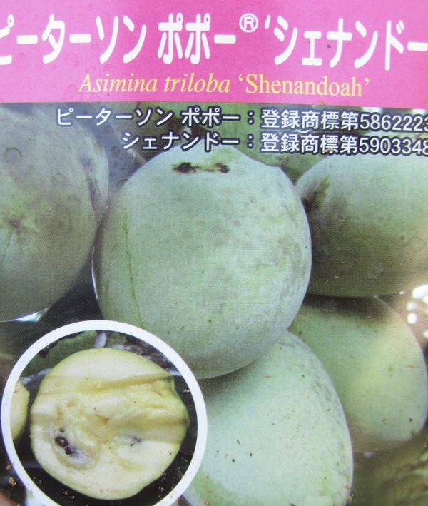 ピーターソンポポー アレゲーニー 接木苗 商標登録品種1 虫食い有り 1点のみ ピーターソンポポー アレゲーニー 接木苗 商標登録品種2