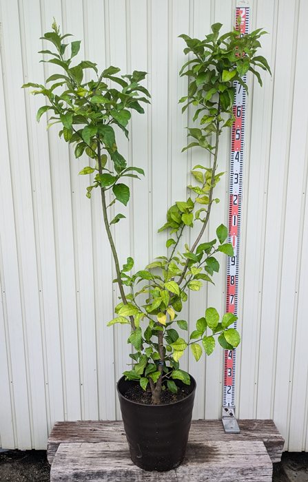 楽天市場】【実付き/選べる現品発送】レモンの木（檸檬） 苗木 8