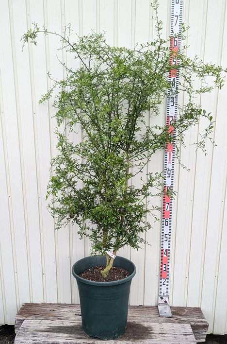 柑橘2年生　フィンガーライム接木苗／苗　5鉢まとめて　撮影品発送 柑橘2年生 フィンガーライム接木苗／苗 まとめて5鉢 撮影品発送 果樹